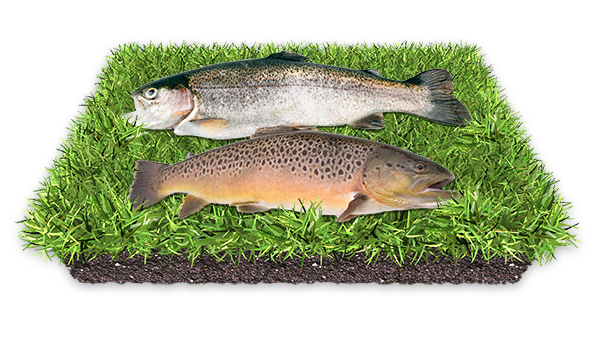 Bach- und Regenbogenforellen